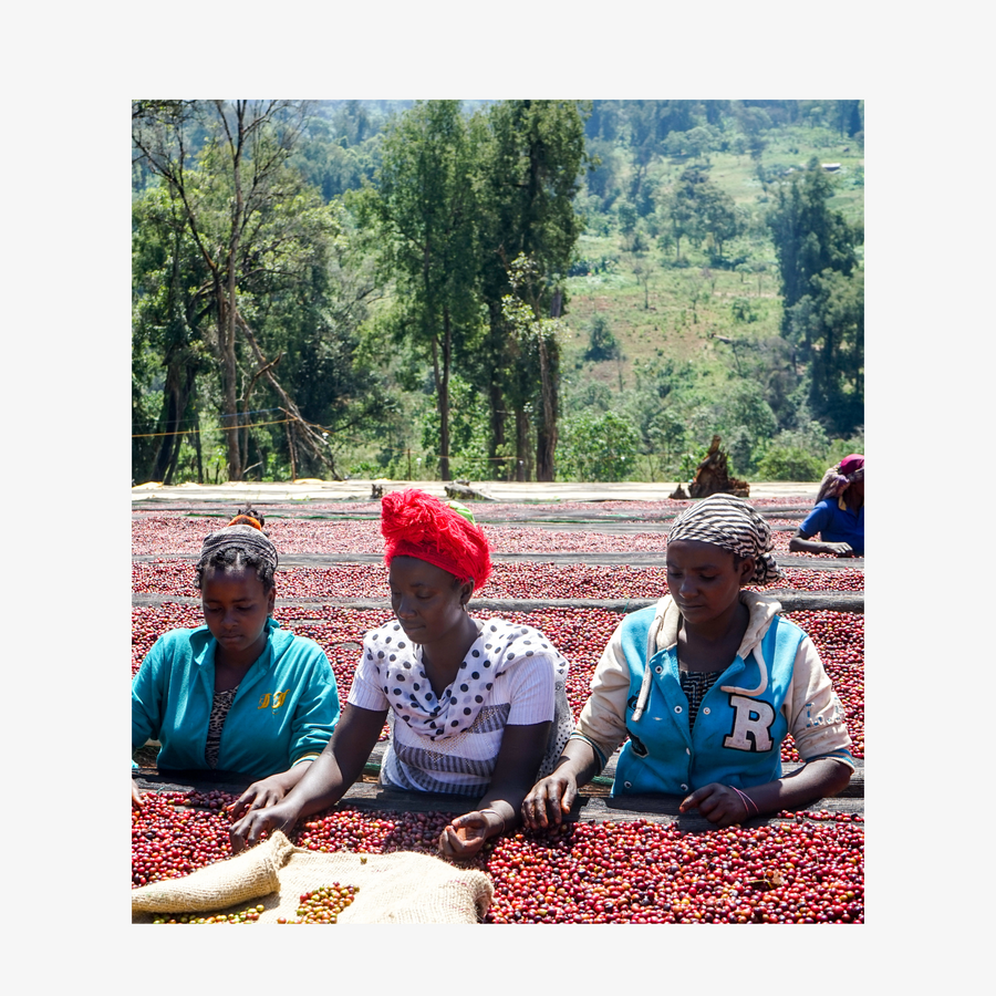 Ethiopia Guji Alaka - Espresso